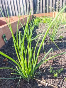 Chives Growing